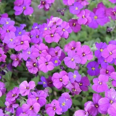 Aubrieta 'Purple Cascade'